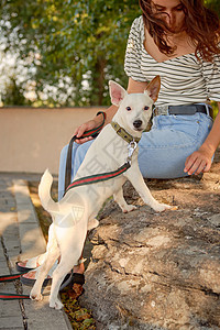 狗育种正在绿公园和主人玩耍 夏季或秋天开始 自然 宠物护理和培训概念训练微笑小狗猎犬动物女性时间皮带友谊石头图片