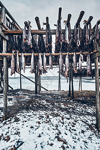 鱼群鳕鱼在冬季的干燥薄片旅行钓鱼峡湾土地渔村烘干季节山脉旅游观光图片