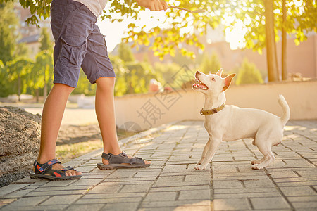 狗育种正在绿公园和主人玩耍 夏季或秋天开始 自然 宠物护理和培训概念天气犬类女性皮带动物幸福猎犬耳朵女孩友谊图片