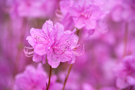 朝鲜罗多德南花朵公园月季植物年度紫色公共公园图片
