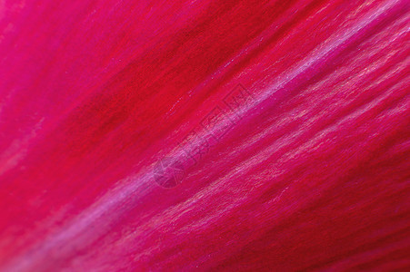 粉红色花瓣的极端巨型亮光缝合 抽象花瓣纹理背景静脉红色玫瑰宏观花园红花植物群植物场地墙纸图片