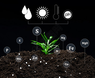 土壤质量控制 在农业植物种植过程中用矿物质施肥 肥沃的土壤上的绿芽图片