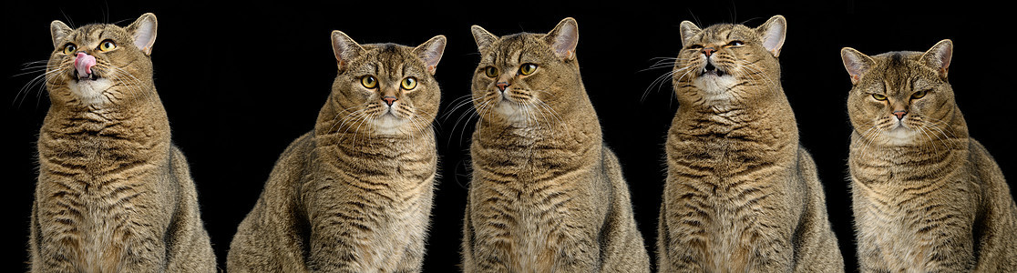 成年纯净的苏格兰直猫坐在黑色背景上 有不同情感 幽默 悲伤 愤怒和好奇的动物猫科灰色毛皮晶须快乐哺乳动物工作室小猫猫咪宠物图片