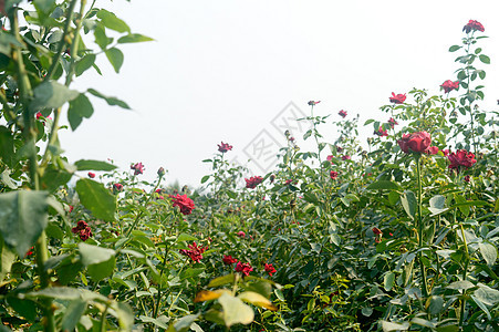 美丽的红玫瑰花在花园里的绿枝上 在蓝天背景下的夏日日落阳光下绽放新鲜的红玫瑰花生长叶子礼物庆典衬套植物学农业背光图案粉色图片