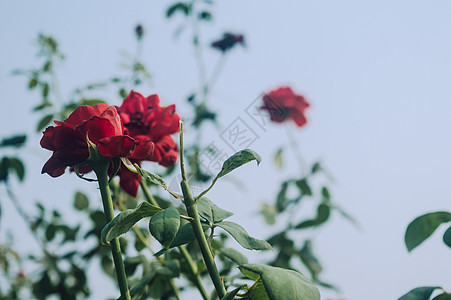 美丽的红玫瑰花在花园里的绿枝上 在蓝天背景下的夏日日落阳光下绽放新鲜的红玫瑰花环境蓝色花瓣植物学园艺庆典植物叶子玫瑰植物群图片