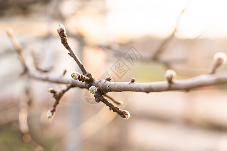 春春树枝上青春绿芽 春季季节性宏观特写蓝色地球植物群生态季节植物学树叶叶子环境森林图片