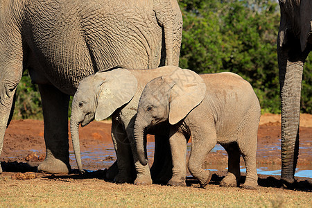 非洲大象婴儿     阿多大象国家公园图片