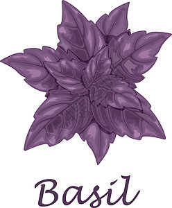 Basil 紫叶 香味植物作调料 白底隔绝的矢量插图营养食物香料蔬菜花园烹饪沙拉农业饮食叶子图片
