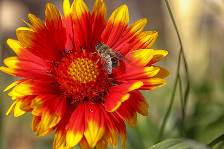 春天时间 蜜蜂在花朵上传鲜红的彩色粉丝图片