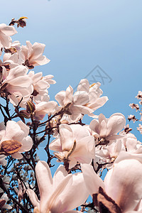 美丽的玉兰树在春天开花 Jentle 白玉兰花反对日落光 浪漫背景图片