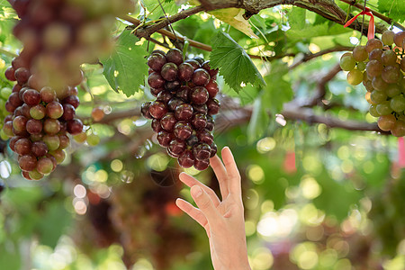 妇女在葡萄园户外用手摘葡萄收获藤蔓葡萄园植物收割机工作农民水果栽培收成图片