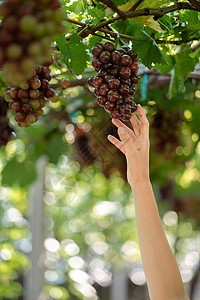 现摘葡萄妇女在葡萄园户外用手摘葡萄水果季节藤蔓收成剪刀酒厂栽培农民收割机场地背景