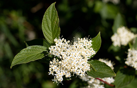 Derain 灌木是白色的 山茱萸的拉丁名 植物的第二个名字是svidina 指基济洛夫家族图片