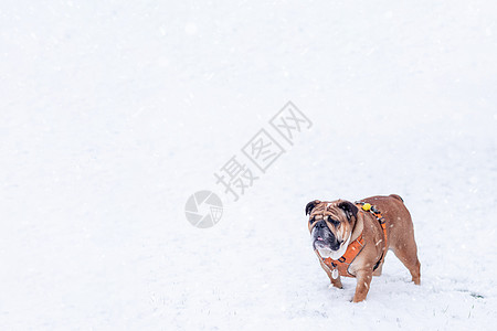 红色英国红英牛犬在阳光明媚的日子里 在雪上散步时哺乳动物犬类斗牛犬朋友宠物足迹棕色场景图片