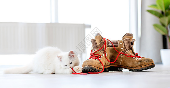 拉格多尔小猫在灯光室蕾丝毛皮工作室眼睛宠物猫咪哺乳动物蓝色动物白色图片