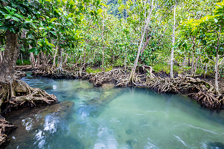 热带树根或沼泽林和水流中的Tha Pom红树林 泰国树干部分森林植物衬套摄影环境水体气候沼泽图片