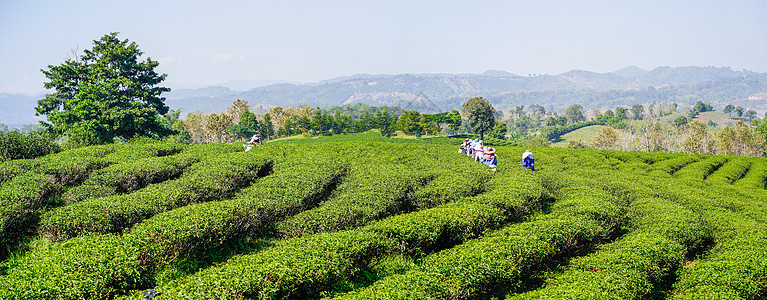 在茶叶种植园采茶叶叶的工人图片