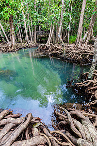 热带树根或沼泽林和水流中的Tha Pom红树林 泰国树干植物水平摄影部分衬套气候蓝色森林环境图片