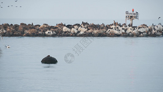 海狮或海豹 加州野生生物 昆虫 鸟群的殖民地双冠气氛动物群海洋码头自由鸟类哺乳动物海滩鸬鹚图片