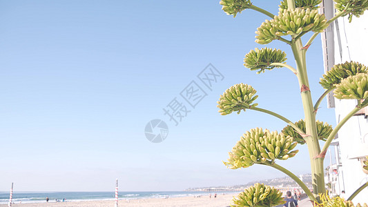 黄藻花开花 人们走在美国加利福尼亚海岸的海滨上天空人行道植物群长廊支撑海岸线海洋假期气氛海滩图片