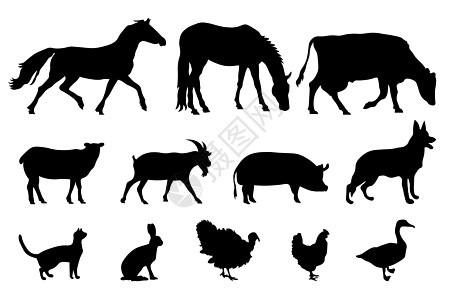 一套国内农场动物的剪影 矢量图牲畜隔离在白色的侧视图配置文件上 家养牛的集合剪影 每股收益家畜哺乳动物牛奶山羊火鸡家禽羊肉收藏鸭图片