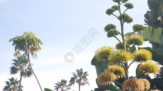 花朵 世纪或哨木植物开花或放风 加利福尼亚州绿色植物植物群植被天蓝色热带花序天空园艺手掌沙漠图片