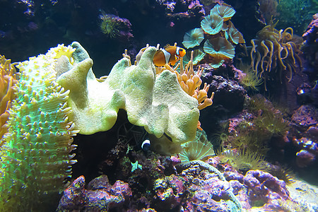 珊瑚上的小丑鱼 安菲普里翁 红条纹鱼住在一个活动地附近 非常精彩的特写了在宿主阿内日益流行的西方龙虾的宏观图像图片