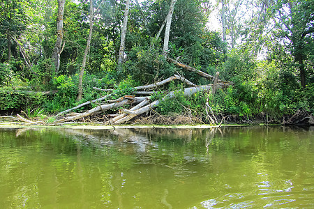 绿色河岸绿河边 树枝在河上倾斜 在阳光明媚的夏日从水中取下池塘海浪橙子森林树叶环境天空木头反射公园图片