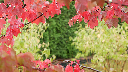 雨滴 红色的秋天枫树叶 水滴 湿落叶在森林里季节公园绿色树叶边界天气湿度叶子活力植物图片