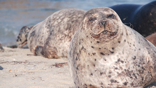 野生发现海豹大餐 圣港海狮休息 加利福尼亚海滩日光浴睡眠殖民地动物哺乳动物荒野栖息地海岸支撑毛皮图片