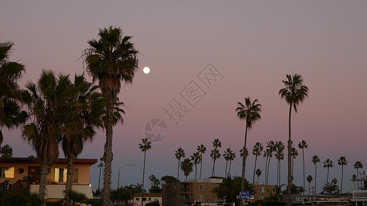 威尼斯海滩棕榈树的月光和满月 在明亮的天空 加利福尼亚海滩的房子背景