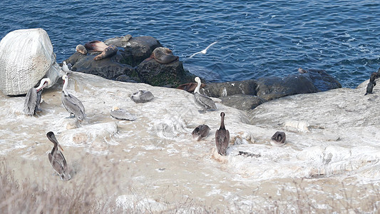 Pelican 羊群 鸟群 海豹或海狮 海水岩石 加利福尼亚州图片