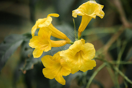 Tecoma斯坦 明亮的黄色花朵 有松开钟声或角的外观花束植物学花瓣植物热带金子叶子脆弱性花园花粉图片