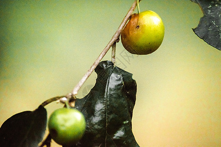 胡jube 圆形或奥瓦尔形状的水果目的地闲暇生长植物叶子热带花园假期树枝荒野图片