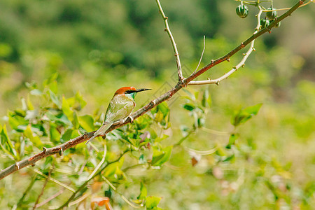 栗子头的科学名在树枝上湿地休息绿色昆虫枝条尾巴羽毛栖息地鸟类生态图片