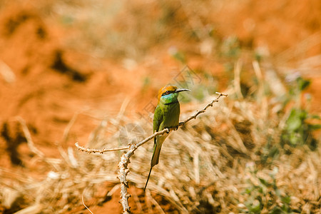 栗子头的科学名在树枝上翅膀绿色橙子休息生物荒野羽毛移民大道背景图片