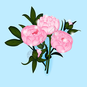 蓝色背景中的粉色牡丹 写实风格的牡丹花束 印刷品 印刷品 明信片 矢量花卉图片