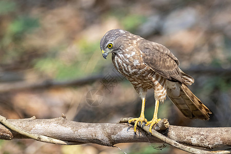 树枝上的Shikra Bird照片橙子鸟类猎鹰捕食者眼睛猎人丛林羽毛森林游隼图片