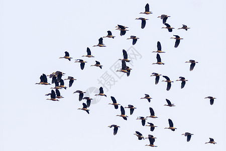 鸟儿 动物 它们都是在天空中飞翔的 笑声 掌声动物群空气水禽自由航班蓝色鸭子编队羽毛社区图片