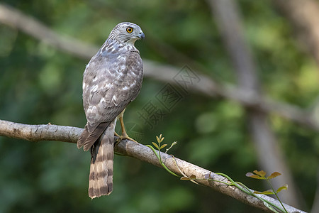 树枝上的Shikra Bird照片濒危橙子羽毛翅膀眼睛捕食者游隼小鸟野生动物天空图片