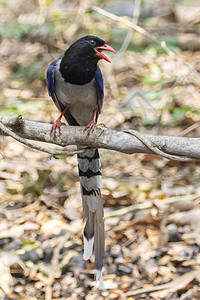 红色标单的蓝麦鸟在树枝上的照片 关于自然背景 动物翅膀摄影森林荒野蓝色鸟类野生动物花蜜尾巴热带图片