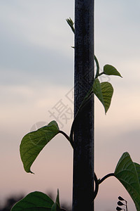 Ivy 攀爬到栅栏的竹杆竹子白色棕色天空生长绿色叶子图片