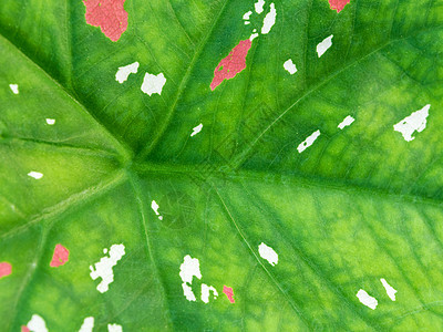 上的粉色和白色雀斑植物学植物树叶红色生态绿色双色背景图片