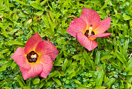 红花落在绿草上绿色植物场地植物群花瓣花园环境背景图片