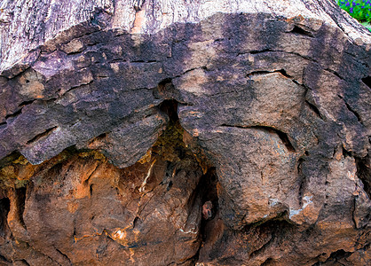 完好无损的大树木化石历史岩石树干森林棕色木头石头化石图片
