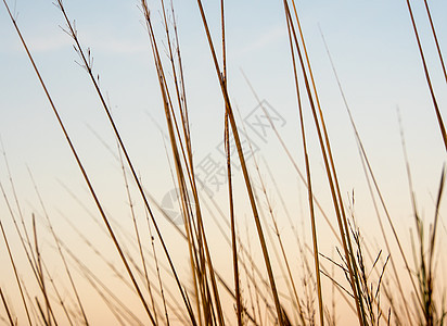 干枯的草地和清晨的夜空植物小麦日出黄色橙子乡村季节场地阳光天空图片