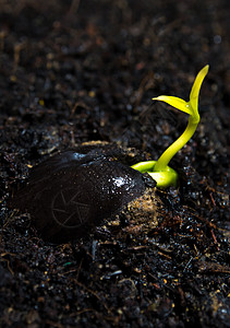 在森林中播种年青植物的树芽叶幼苗叶子植物学森林绿色宏观生态生长土壤生活图片