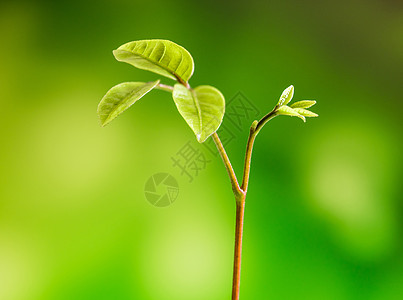 在森林中播种年青植物的树芽叶生态生活土壤植物学叶子森林绿色生长幼苗宏观图片