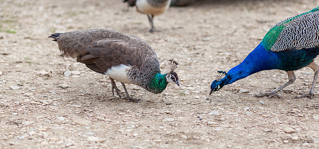 一只美丽的孔雀 羽毛亮明的孔雀走在游客旁边雄性活力蓝色动物群热带野生动物色彩动物园眼睛动物图片