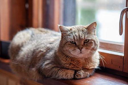 一只美丽的灰猫 在密闭的谎言中 躺在大自然的桌子上晴天猫咪毛皮窗户猫科睡眠动物哺乳动物小猫晶须图片